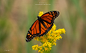 Monarch butterfly during fall migration on goldenrod.